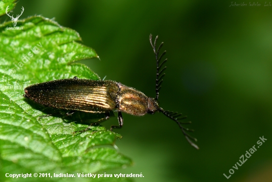 Corymbytes cupreus