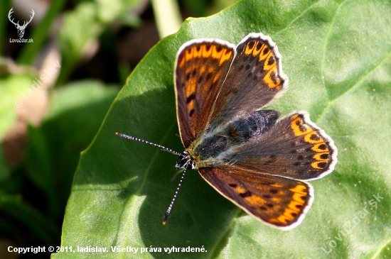 Lycaena tityrus