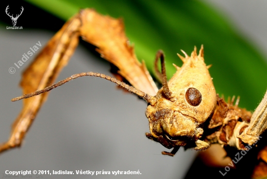 PREDATOR(Extasoma tiaratum)