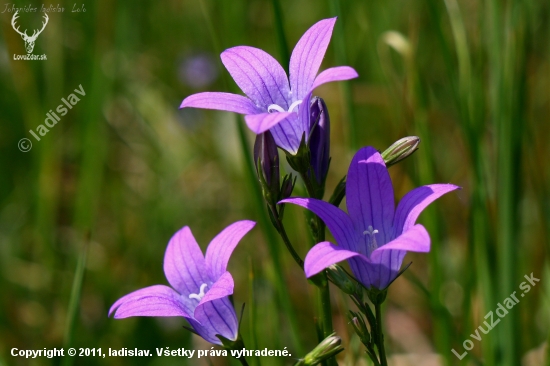 Campanula patula(zvončeky)