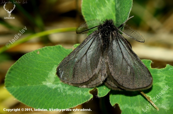 Penthophera morio