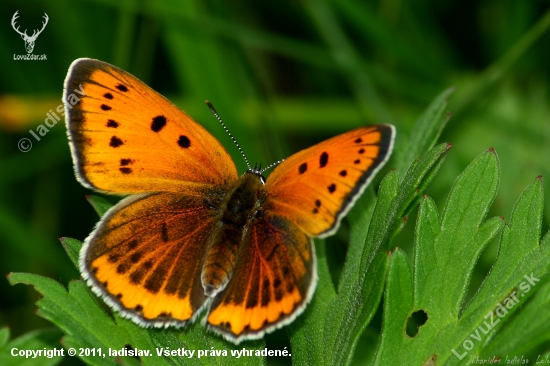 Lycaena dispar(Ohniváčik veľký samička)