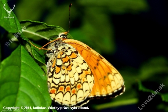 Melitaea phoebe(hnedáčik nevädzový)