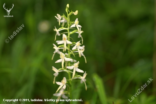 Vemeník dvojlistý(Platanthera bifolia)