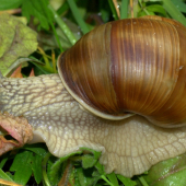 Slimák záhradny(Helix  pomatia)