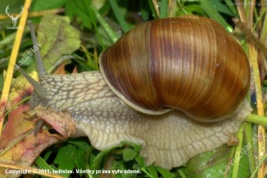 Slimák záhradny(Helix  pomatia)