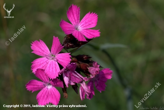 Klinček kartuziansky(Dianthus carthusianorum)