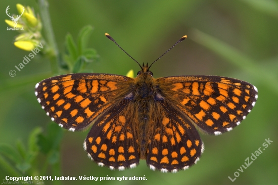 Hnedáčik skoroceľový(Melitaea athalia)