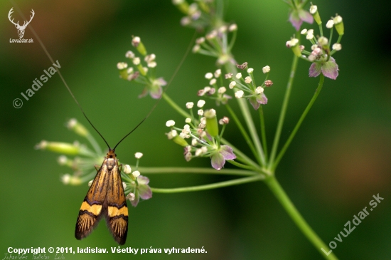 Nemophora degeerella