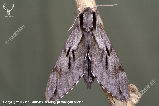 Hyloicus pinastri(lišaj borovicový)