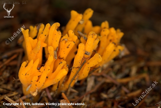 Strapačka žltá(Ramaria flava)