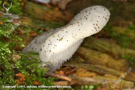 Pseudohydnum gelatinosum