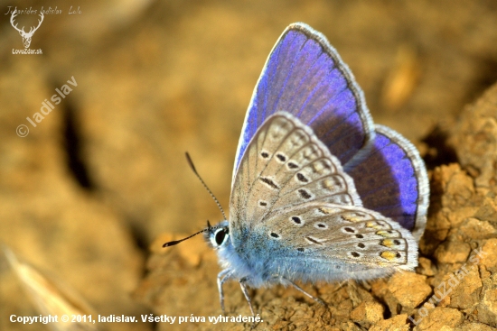 Modráčik obyčajný(Polyommantus icarus-samček)