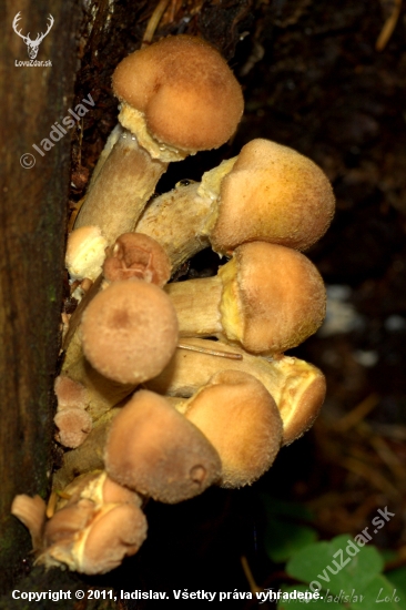 Podpňovka obyčajná(Armillaria mellea)