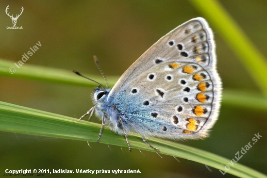 Modráčik obyčajný(Polyommantus icarus-samček)