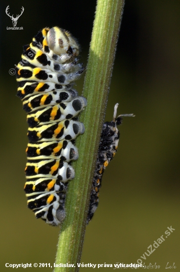 Papillio machaon(húsenica)