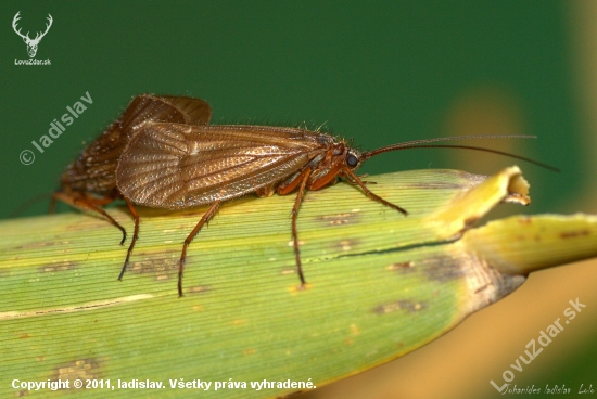 Leptocerus cinerus(Potočník)