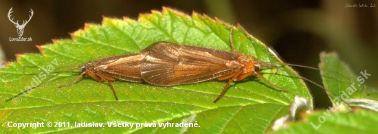 Pár Potočníka(Leptocerus cinerus)