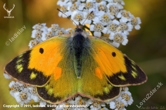 Žltáčik vičencový(Colias crocea)