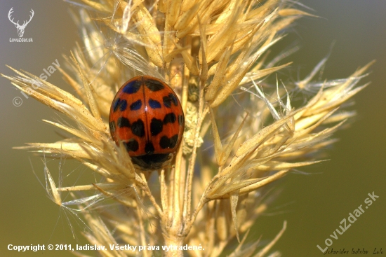 Lienka azijská(Harmonia axyridis)