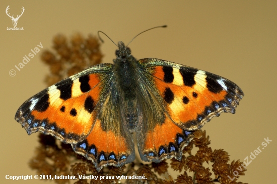 Babôčka pŕhľavová(Aglais urticae)