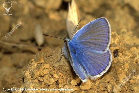 Modráčik obyčajný(Polyommantus icarus)