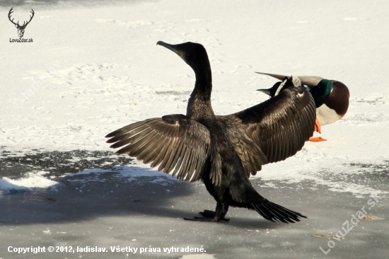 Kormorán veľký(Phalacrocorax carbo)