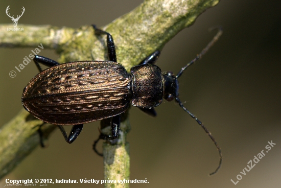 Bystruška zrnitá(Carabus granulatus)