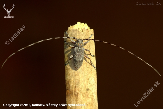 Vrzúnik borovicový(Acanthocinus aedilis)