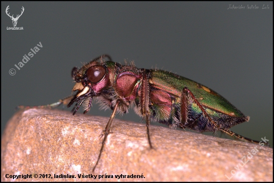 Cicindela campestris(Svižník poľný)