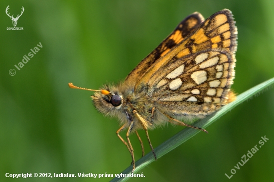 Súmračník skorocelový(Carterocephalus palaemon)