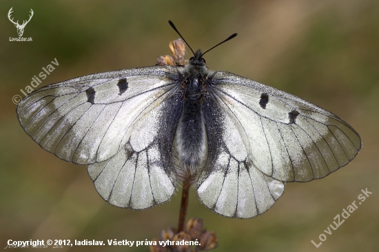 Jasoň chochlačkový(Parnassius mnemosyne)