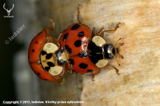 Harmonia axyridis.