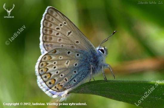 Modráčik obyčajný(Polyommantus icarus)