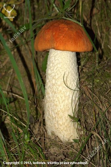 Kozák osikový (Leccinum aurantiacum)