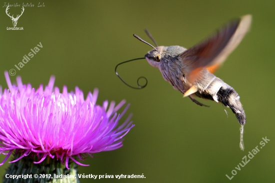 Lišaj marinkový - Macroglossum stellatarum