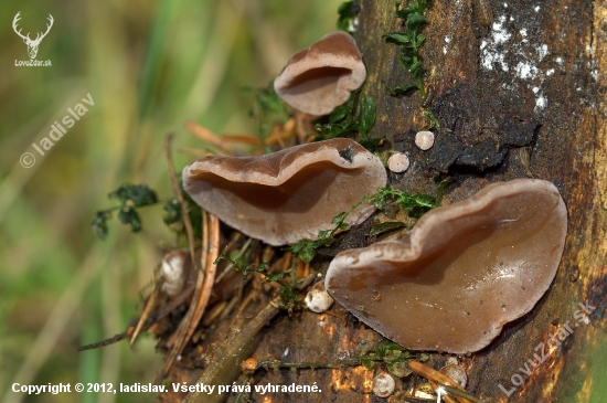 Uchovec bazový(Auricularia auricula-judae)