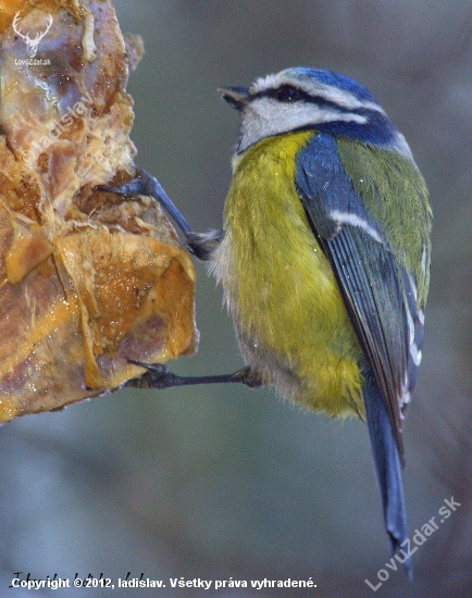 Sýkorka belasá(Parus caeruleus )