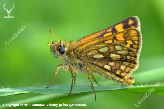 Súmračník skorocelový(Carterocephalus palaemon)