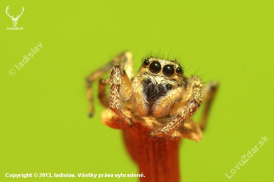 Skákavka pruhovaná (Salticus scenicus)