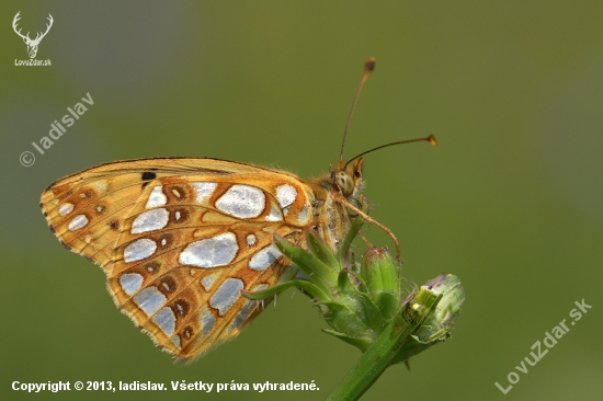 Perlovec malý (Issoria lathonia)