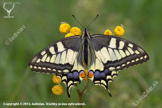 Vidlochvost  feniklový (Papilio machaon)