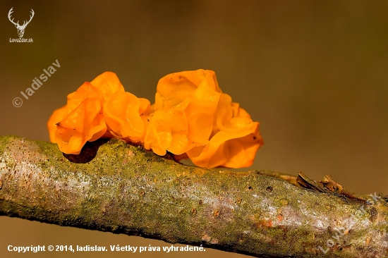 Tremella mesenterica (rôsolovka zlatožltá)