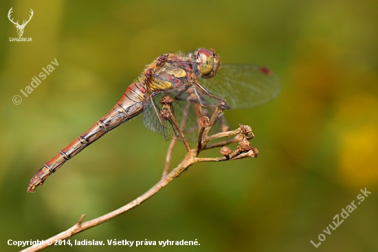 Vážka  (Sympetrum striolatum)