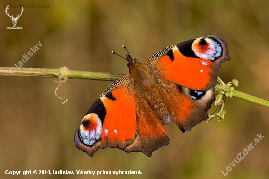 Babôčka pávooká - Aglais io