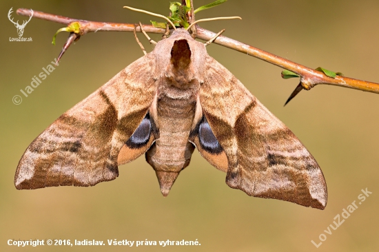 Lišaj pávooký (Smerinthus ocellata)