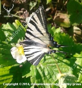 Vidlochvost ovocný (Iphiclides podarilius)