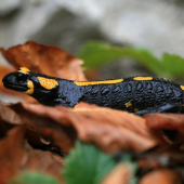 Salamandra