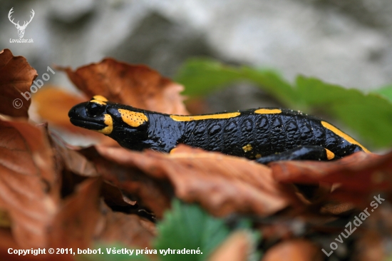 Salamandra