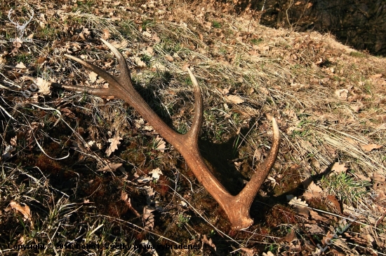 10 torak v podvečernom svetle ..